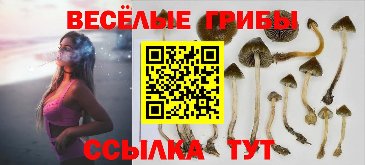 Псилоцибиновые грибы Cubensis Калач-на-Дону